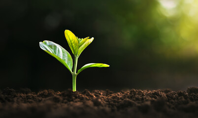 Wall Mural - small tree growing with sunshine in garden. eco concept