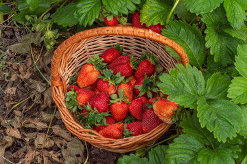 Wall Mural - Wicker basket with strawberries in a rustic garden. Berry harvest in summer. Fresh raw red fruits among green leaves.