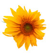eine strahlende freigestellte Sonnenblume auf transparentem Hintergrund