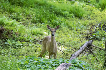 Wall Mural - white-tailed deer in the forest