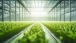 Modern technology vegetable agricultural greenhouse with hydroponic system, nft system