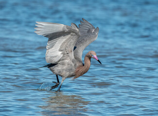 Canvas Print - Reddish Egret Hunting Fish on Coastal Texas