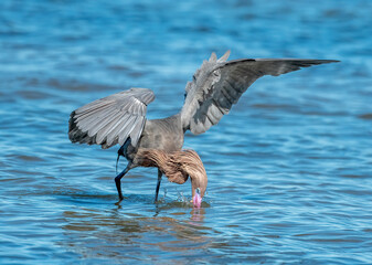 Wall Mural - Reddish Egret Hunting Fish on Coastal Texas