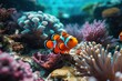 Beautiful Clownfish