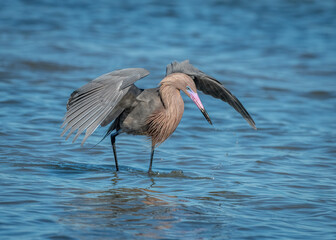 Wall Mural - Reddish Egret Hunting Fish on Coastal Texas