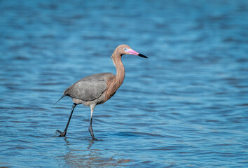 Wall Mural - Reddish Egret Hunting Fish on Coastal Texas