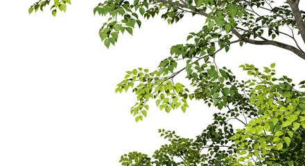 Fototapete - Isolate greenery tree branch leafs foreground 3d render png