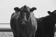 Beef cattle on ranch shows cows face closeup in black and white for agriculture industry livestock.