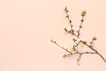 Blooming tree branch with white flowers on beige background