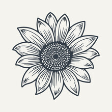Hand Drawn Sunflower Illustration. Vintage Woodcut Engraving Style Vector Illustration.	