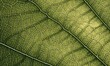 © Olga - a close up view of a green leaf's veining surface, with a light reflection on the leaf's surface, as well as well as well as the background.  generative ai