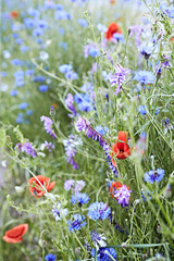 Fototapete - Wild field flowers in the springtime. Rural landscape