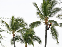 Palm Tree Trimmer.