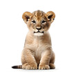 lion cub isolated on white Generative AI
