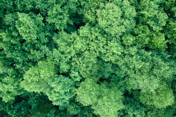Wall Mural - Top down flat aerial view of dark lush forest with green trees canopies in summer