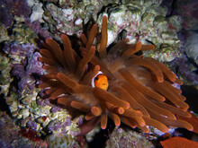 False Percula Clownfish in a brown anemone