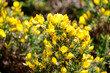 Yellow flowers of Ulex, commonly known as gorse, furze, or whin is genus of flowering plants in the family Fabaceae