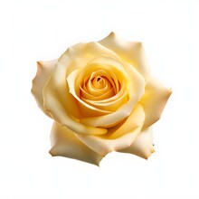 Yellow Rose Isolated On White Background With Copy Space, Cut Away, Good For Clipping