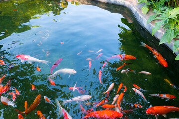 Colorful fancy carp fish (koi fish) in a garden pond in Japan,nishikigoi or orange carp.