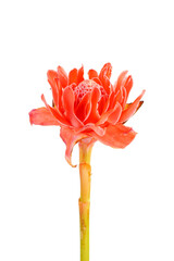 Wall Mural - Torch ginger isolated on white background. Ginger flower, red ginger lily, torchflower, torch lily, wild ginger, combrang, kecombrang, bunga kantan, Philippine wax flower, dala and porcelain rose