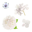 hydrangea flowers isolated on a white background
