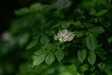 Wall Mural - Yellow elderberry flower on a twig.