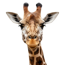 Giraffe Head Isolated - Generative AI