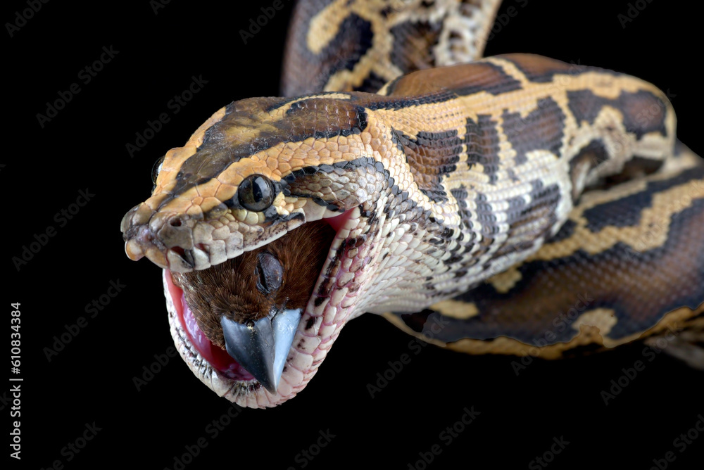 Burmese python eating a bird Stock Photo | Adobe Stock