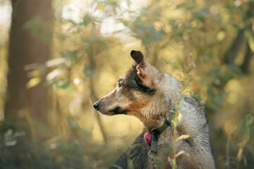 Wall Mural - Portrait of a dog in nature. Close-up. outbred outdoors 