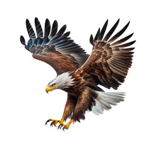 The Eagle Flies Gracefully On White Background For Project Decoration Publications And Websites