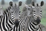Fototapeta Konie - two zebras