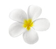 frangipani flower isolated on transparent png