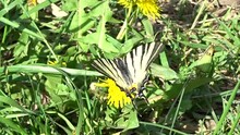 A Rare Butterfly Scarce Swallowtail (Iphiclides Podalirius) Drinks Nectar From A Dandelion Flower.