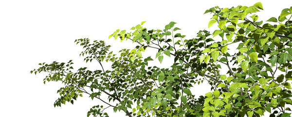 Fototapete - Foreground tropic tree branch cutout backgrounds 3d render png