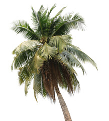 coconut palm tree on transparent background png file