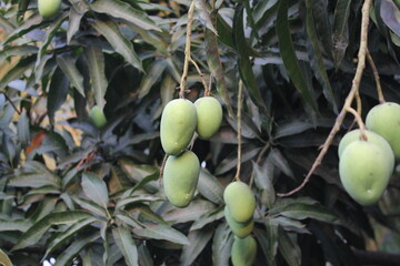 Green unripe mangoes hanging on tree, Mango cultivation and farming in rural area, Unripe sour mangoes hanging