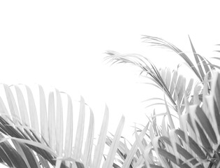 Sticker - tropical branch black palm leaf with shadow on transparent background png file