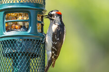 Close-up Of Downy Woodpecker Sitting On The Feeder.