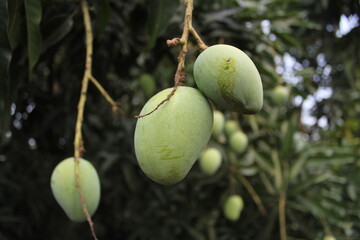 Unripe green mangoes hanging on tree, mango production on a rural farm, A bunch of green mangoes hanging on tree