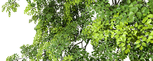 Fototapete - Nature backgrounds realistic greenery green tree branch leafs 3d render png