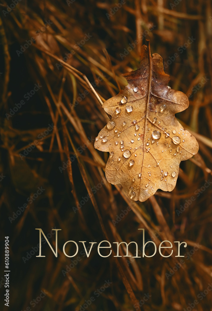 autumn oak leaf in raindrops on grass close up, dark abstract natural ...