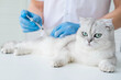 The veterinarian gives an injection to a Scottish kitten. A doctor in a veterinary clinic inoculates a cat.