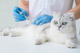 Fototapeta  - The veterinarian gives an injection to a Scottish kitten. A doctor in a veterinary clinic inoculates a cat.
