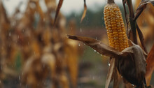 Recreation Artistic Of Cob Corn In A Maize Plant With Yellow Corn Grains A Raining Day. Illustration AI