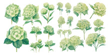 Watercolor Green Hydrangea Clipart For Graphic Resources