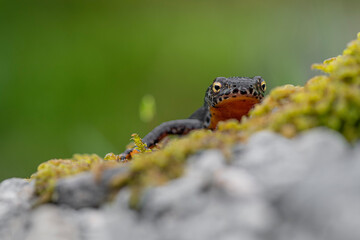 Poster - Look at my eyes, macro photography of the alpine newt (Ichthyosaura alpestris)