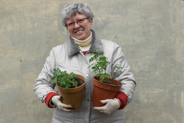 Smiling old woman gardener or florist hold two pots with green sprouts of chrysanthemum flowers. Home gardening concept.