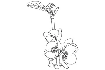 Wall Mural - a blossoming tree branch is drawn in black outline, it is intended for print, postcard, tattoo, logo, March 8, Valentine and you can use it in different cases.