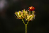 Fototapeta Dmuchawce - Macro shots, Beautiful nature scene.  Beautiful ladybug on leaf defocused background