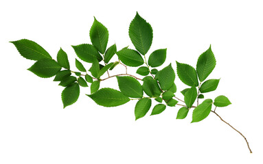 branch of fresh green elm-tree leaves isolated on white or transparent background